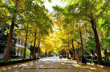 北京林业大学银杏树