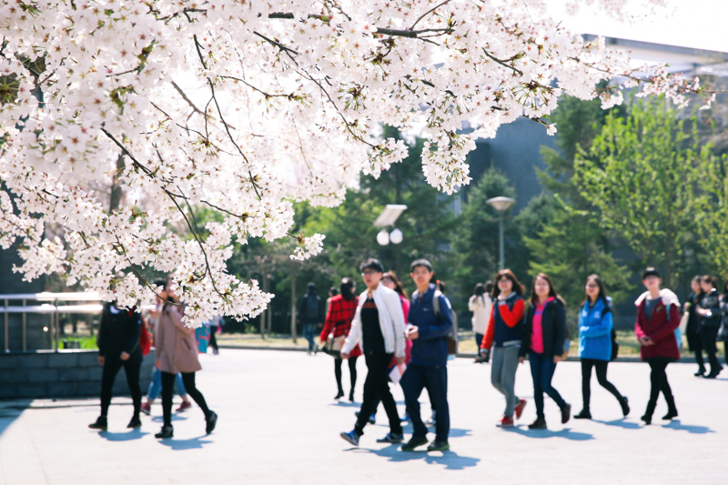 北京工商大学漫漫樱花