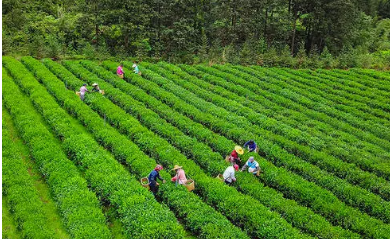 上海交大茶业企业培训体系介绍