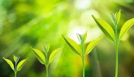 家庭教育咨询指导师技能证书