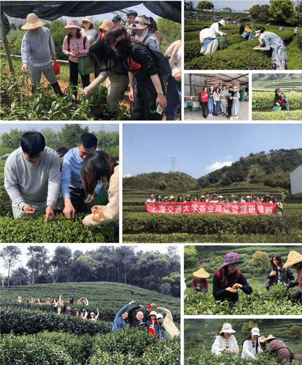 上海交通大学茶业高级管理研修班课程资料