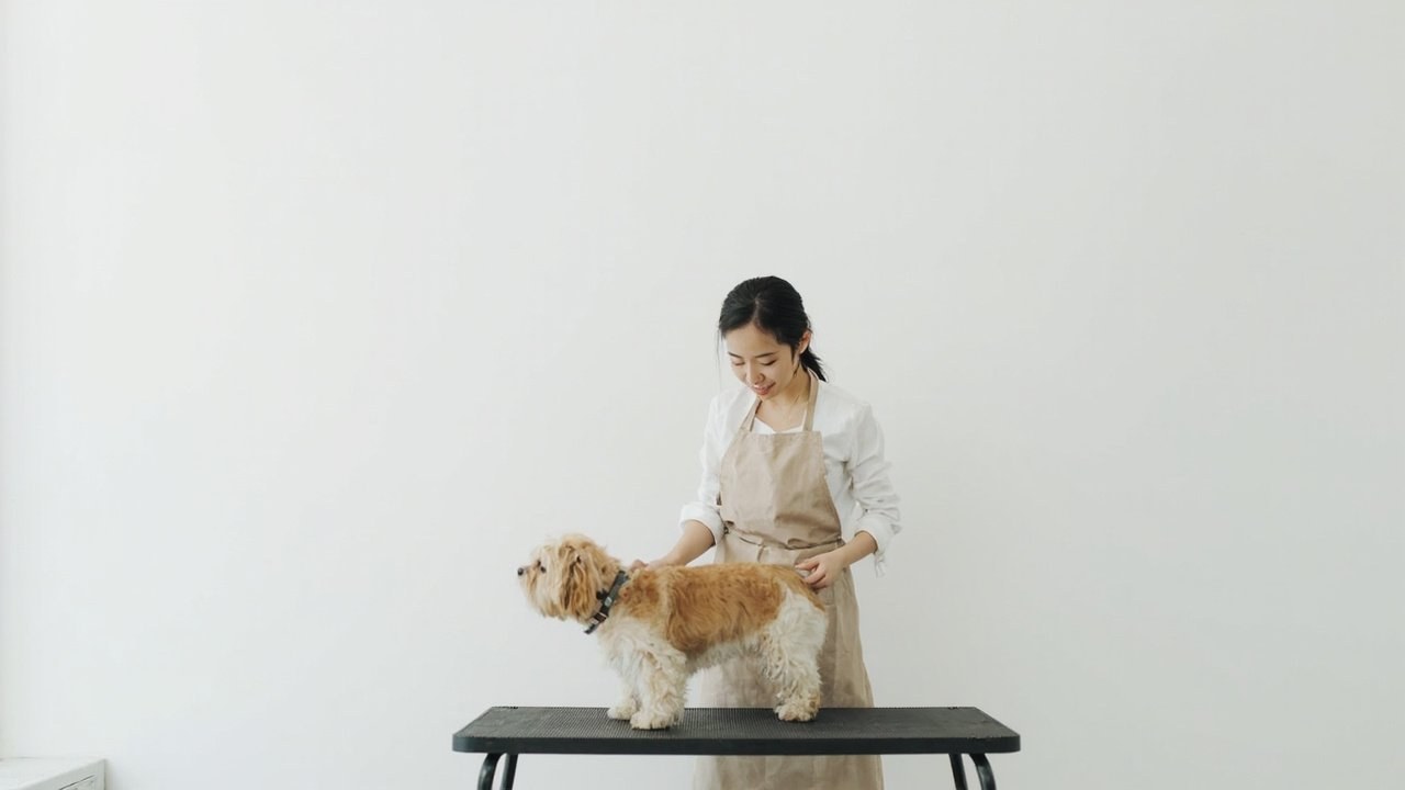 学会修剪之后，店里的洗护和SPA要不要一起做？恩宠爱C级创业班的项目结构